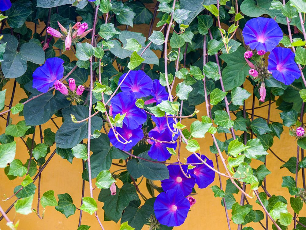 Portugal-Aveiro-Blue Morning Glory-Ipomoea indica-growing wild in the historic district of Aveiro